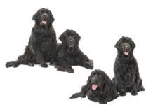 Dog Posing Made Easy