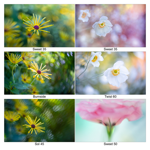 Choosing The Right Lens For Floral Photography - The Photographer Online