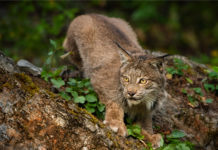 Photographing Furry Felines Big & Small