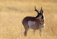 Wildlife Photography