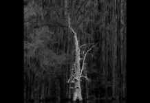 Spotlight Pics: Silent Sentinel