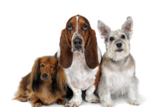 Margaret Bryant’s Funny, Furry Friends