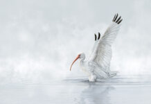 Spotlight Pic: Silent Serenity